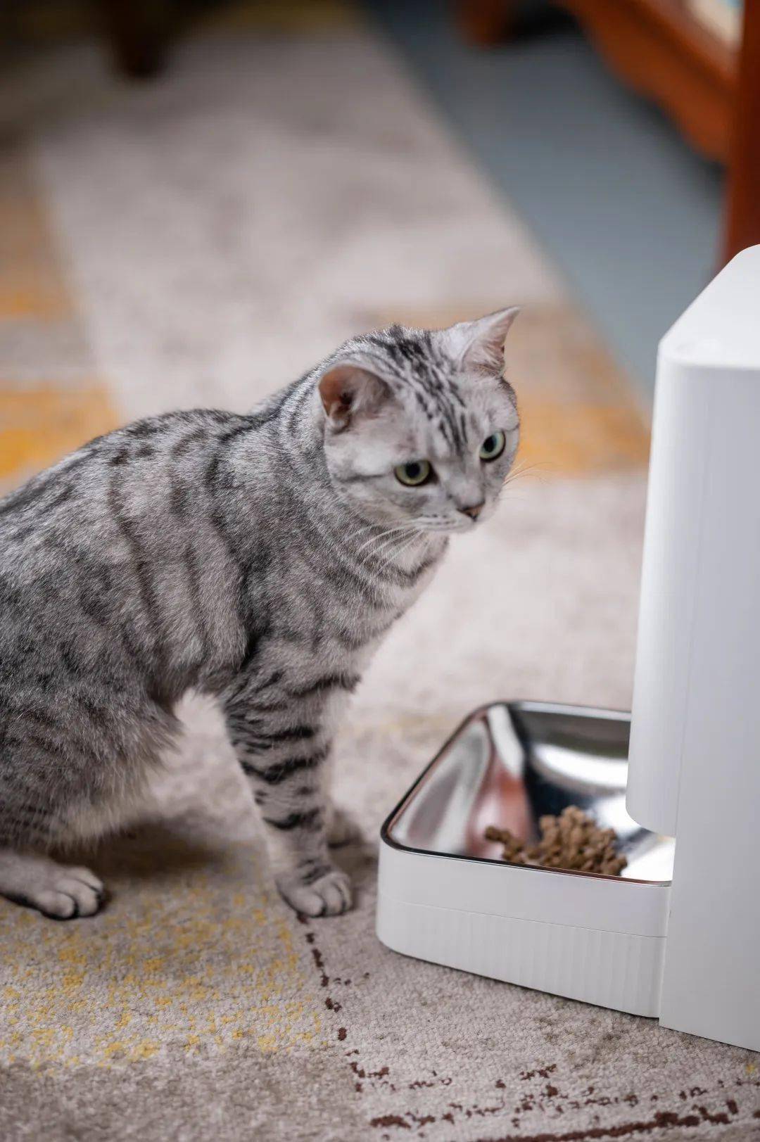让喂猫更科学 小顽智能宠物喂食器深度体验