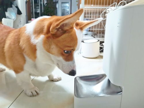 米家智能宠物喂食器 听话的喂食器，呵护你的爱宠